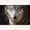 «Croiser le regard d’un loup m'a cloué sur place, m'a fait traverser les siècles»